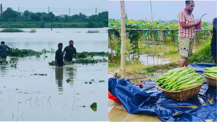 গোমতীর পানি বৃদ্ধিতে কুমিল্লার চরাঞ্চল প্লাবিত, পানির নিচে হাজারো কৃষকের সবজি ক্ষেত