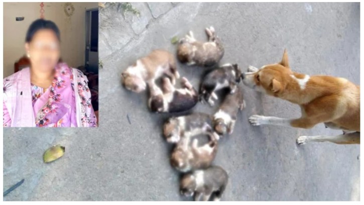 আটটি কুকুরছানাকে বস্তাবন্দি করে পুকুরে ডুবিয়ে হত্যায় অভিযুক্ত নিশি খাতুনকে গ্রেফতার