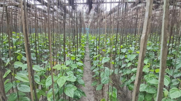 হাইমচরের অন্যতম অর্থকরী ফসল পানের সুনাম দেশজুড়ে 