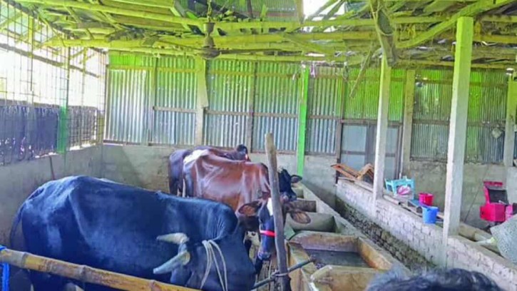 এতিমদের মুখের খাবার লুটে নিচ্ছে ডাকাতরা, তিন মাসে ১২ গরু উধাও