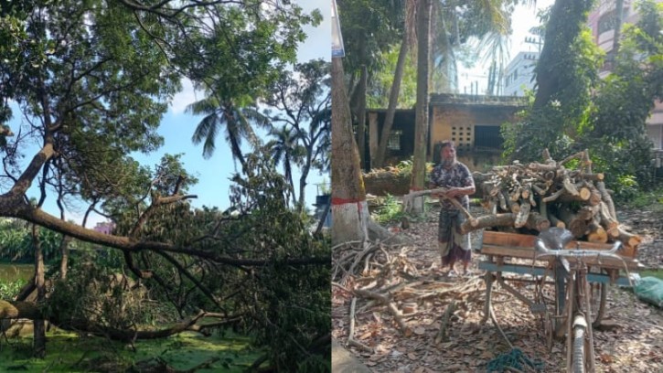 কুমিল্লা ভিক্টোরিয়া সরকারি কলেজে টেন্ডার ছাড়াই গাছ কাটার অভিযোগ