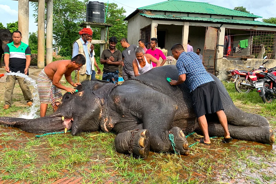 কুমিল্লায় নির্যাতনের শিকার সেই হাতিটির ঠাঁই হলো যেখানে