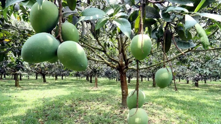 ঈদের পর আসছে হাঁড়িভাঙা আম